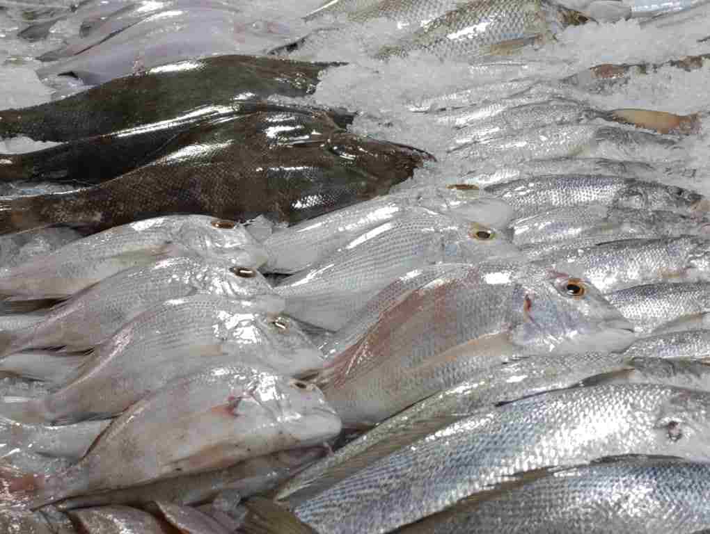 /ماهی جیش تصویر شماره چهار